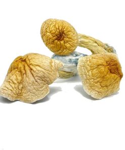Buy African Transkei Mushroom in canada or usa