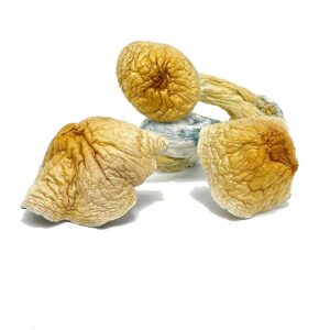 Buy African Transkei Mushroom in canada or usa