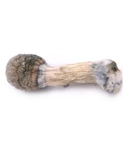Buy Albino Penis Envy Magic Mushrooms online
