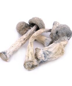 Buy Albino Penis Envy Magic Mushrooms Colorado