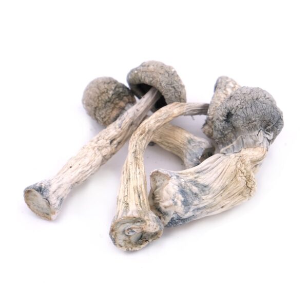Buy Albino Penis Envy Magic Mushrooms Colorado