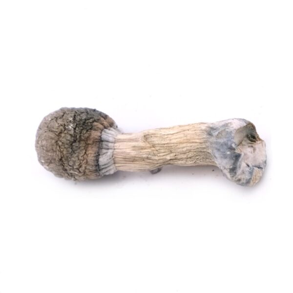 Buy Albino Penis Envy Magic Mushrooms online