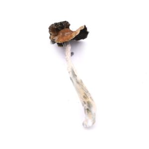 Buy B Magic Mushrooms fast shipping