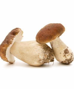Buy Fresh Porcini Mushrooms-1kg