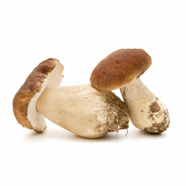 Buy Fresh Porcini Mushrooms-1kg