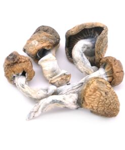 Blue Meanies Magic Mushrooms for sale