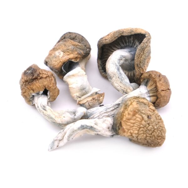 Blue Meanies Magic Mushrooms for sale