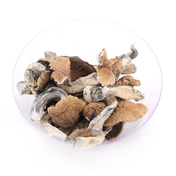 Buy Cambodian Magic Mushrooms Oregon