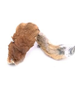 Buy Cambodian Magic Mushrooms