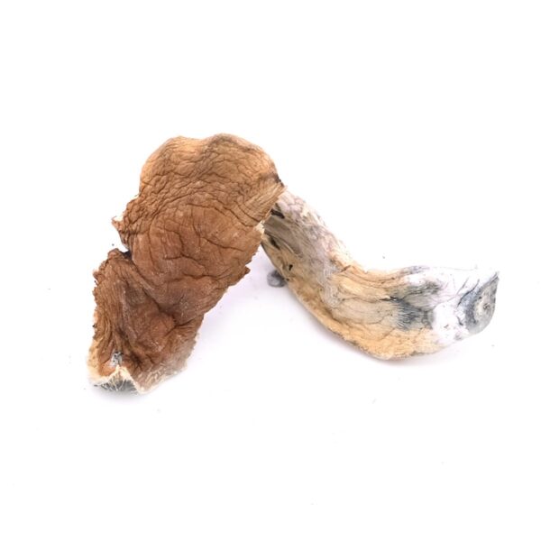 Buy Cambodian Magic Mushrooms
