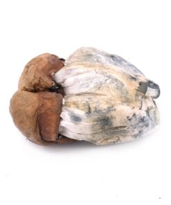 Buy Dino Eggs Magic Mushrooms