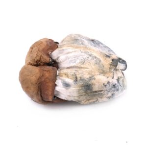 Buy Dino Eggs Magic Mushrooms