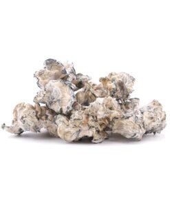 Buy Enigma online in Usa or Canada