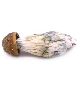Buy Gold Members Magic Mushrooms