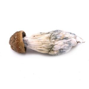 Buy Gold Members Magic Mushrooms