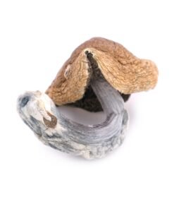 Buy Golden Teacher Dried Magic Mushrooms
