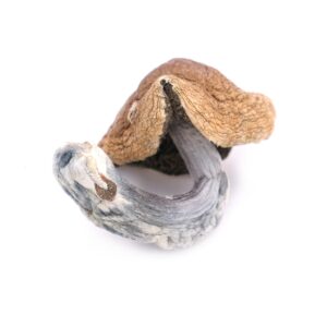 Buy Golden Teacher Dried Magic Mushrooms