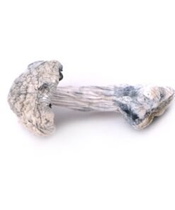 Buy Leucistic Burma Magic Mushrooms colorado