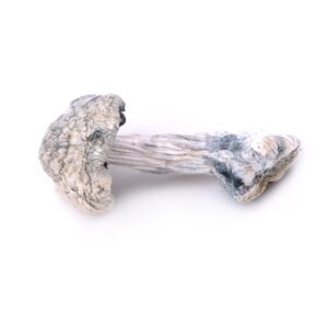 Buy Leucistic Burma Magic Mushrooms colorado