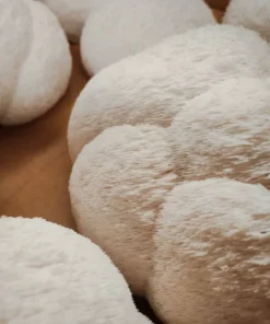 Buy Fresh Lion’s Mane – 1kg