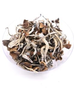 Buy Mazatapec Magic Mushrooms oregon