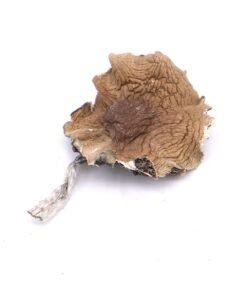 Buy Mexi-Magic-Mushroom online
