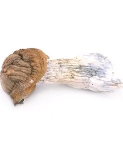 Buy Tidal wave mushrooms