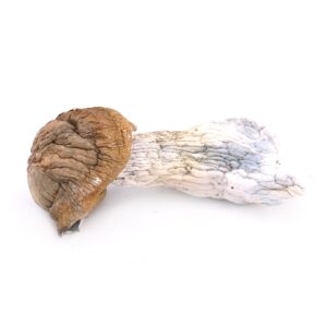 Buy Tidal wave mushrooms