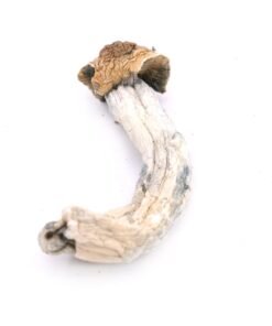 Buy Trinity Magic Mushrooms Colorado