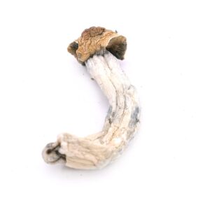 Buy Trinity Magic Mushrooms Colorado
