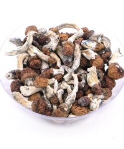 Buy Vietnamese Dried Magic Mushrooms in Bulk