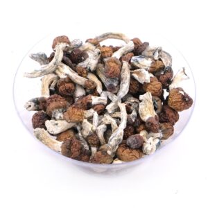 Buy Vietnamese Dried Magic Mushrooms in Bulk