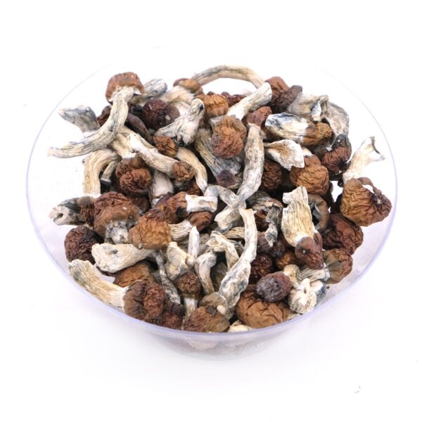 Buy Vietnamese Dried Magic Mushrooms in Bulk