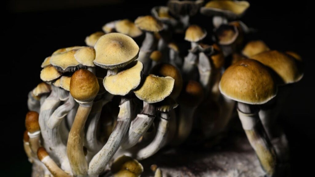 Evergreen Shrooms