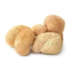 Buy Dried Lions Mane-1kg