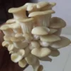 Buy White Oyster Mushrooms