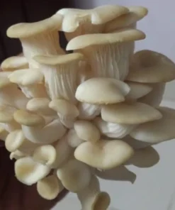 Buy White Oyster Mushrooms