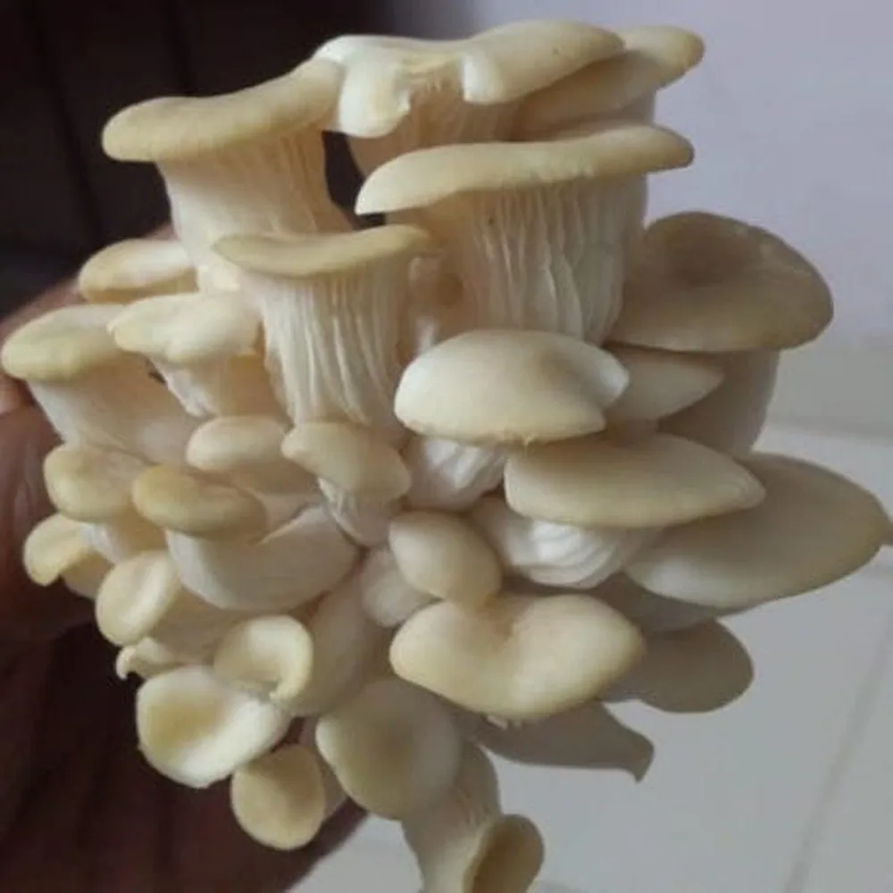 Fresh Mushroom