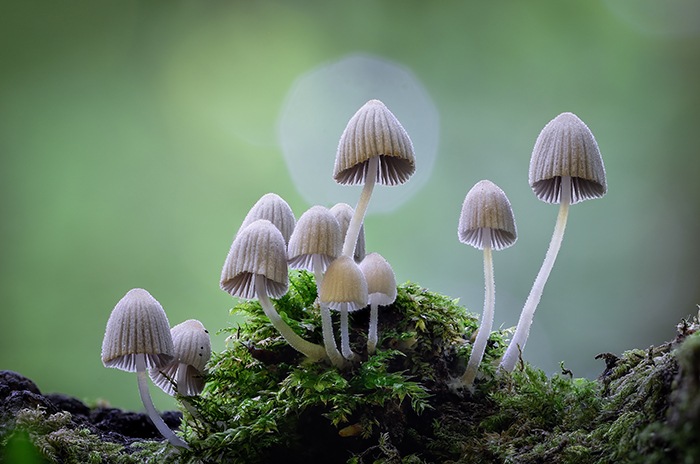 Evergreen Shrooms