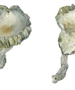 buy Albino Roller Coaster Magic Mushrooms
