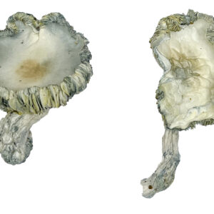 buy Albino Roller Coaster Magic Mushrooms