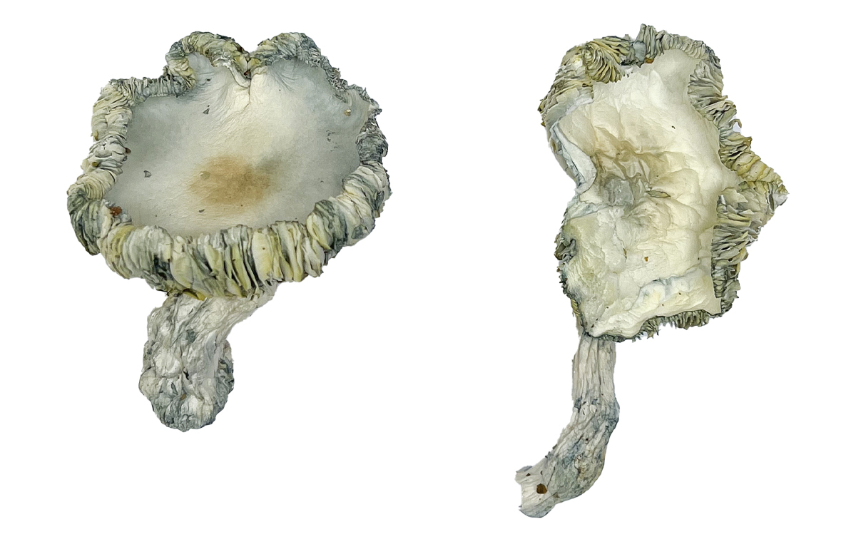 buy Albino Roller Coaster Magic Mushrooms