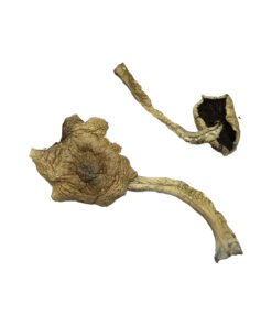 Buy Bayou Psilocybin Mushrooms online