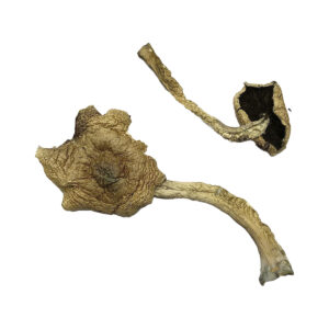 Buy Bayou Psilocybin Mushrooms online