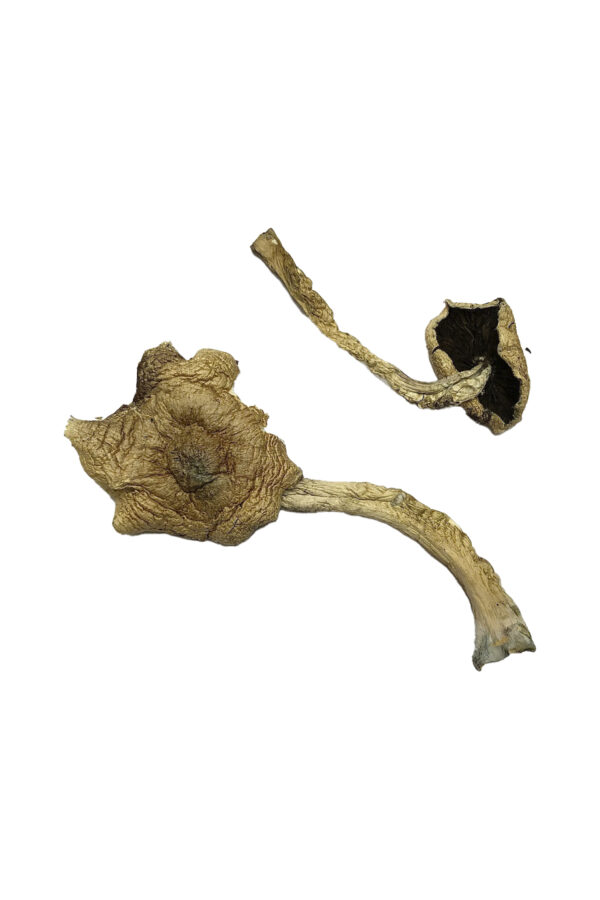 Buy Bayou Psilocybin Mushrooms online