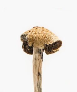 buy Brazilian Magic Mushrooms