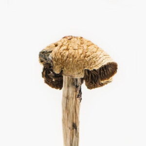 buy Brazilian Magic Mushrooms