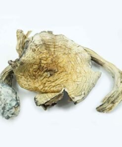 Buy Burmese magic Mushroom