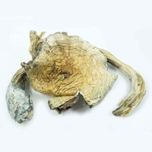 Buy Burmese magic Mushroom