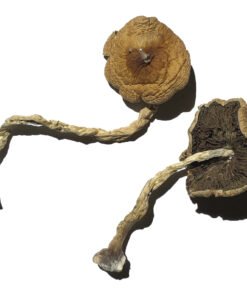 buy PF Classic Magic Mushrooms